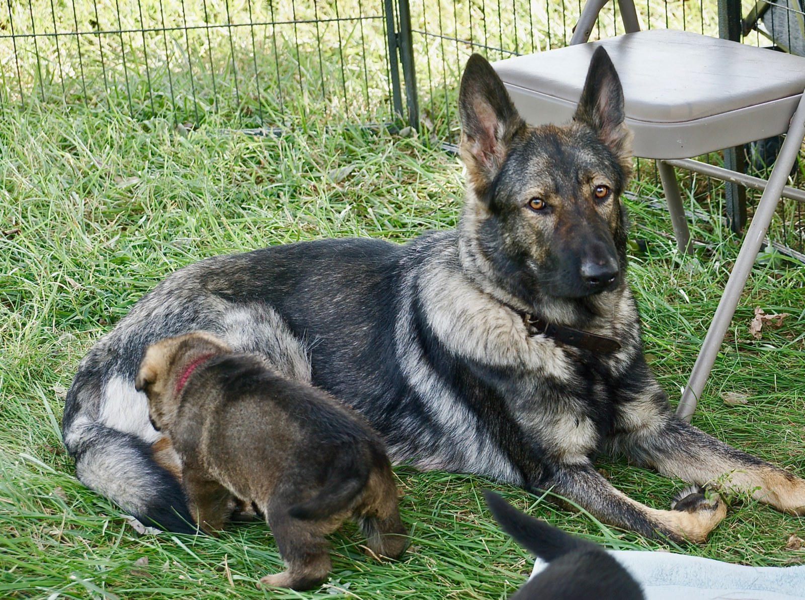 Zoey with her puppies outdoors