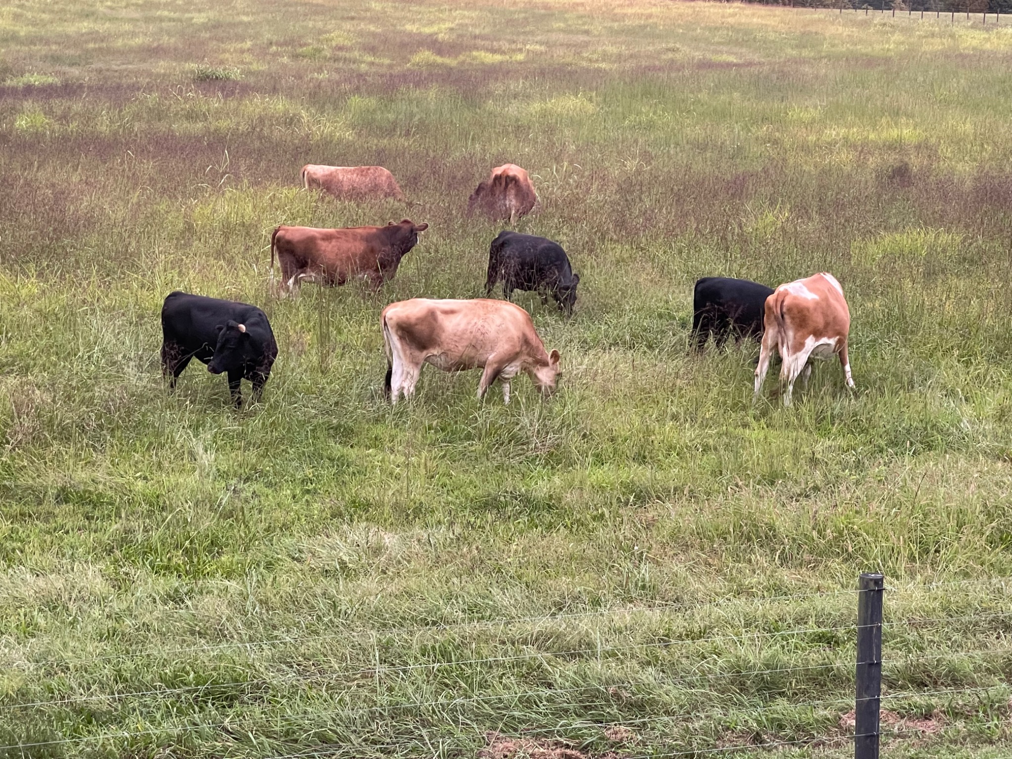 Cattle grazing in the farm pasture