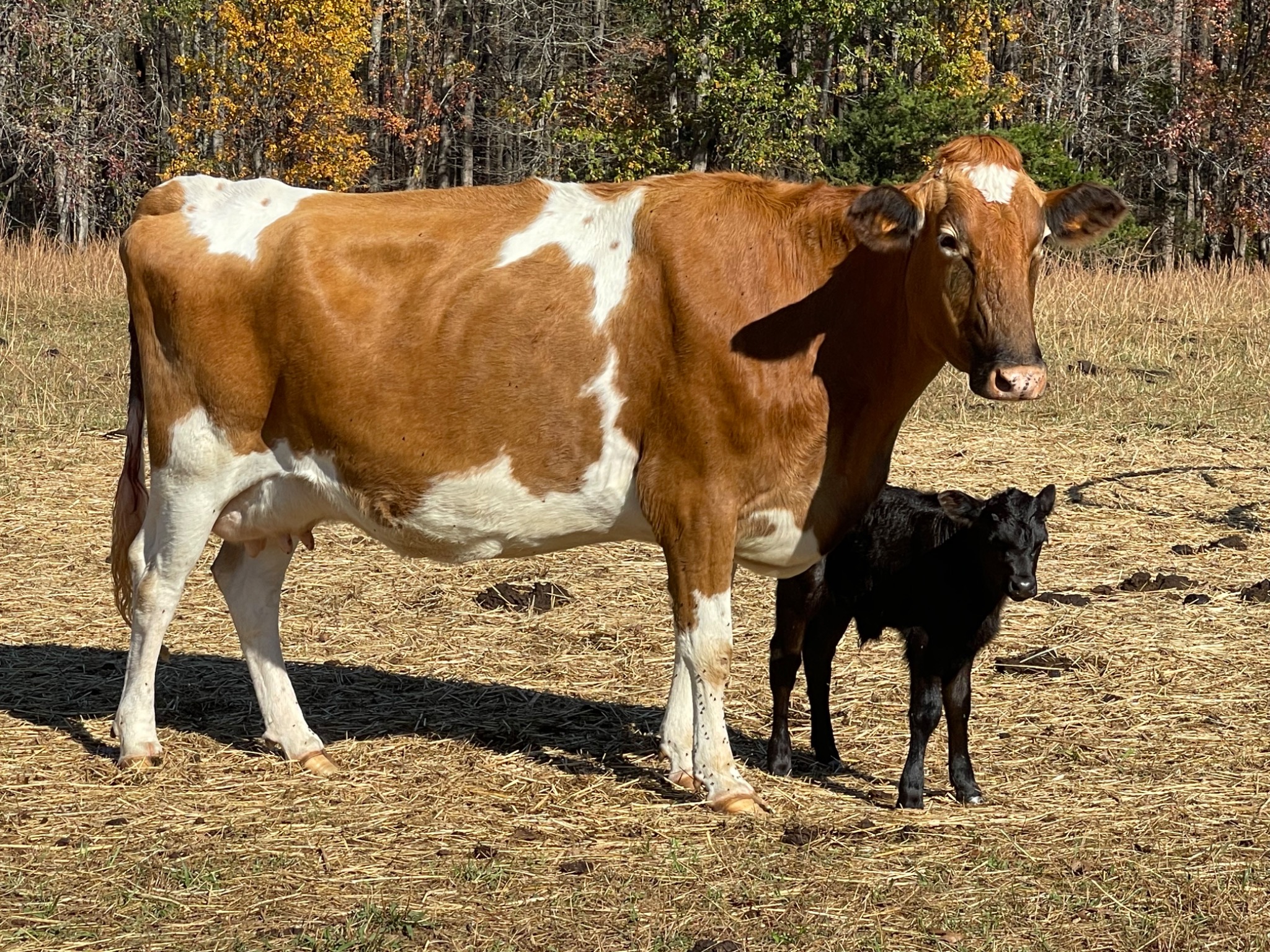 Cow and calf on the farm