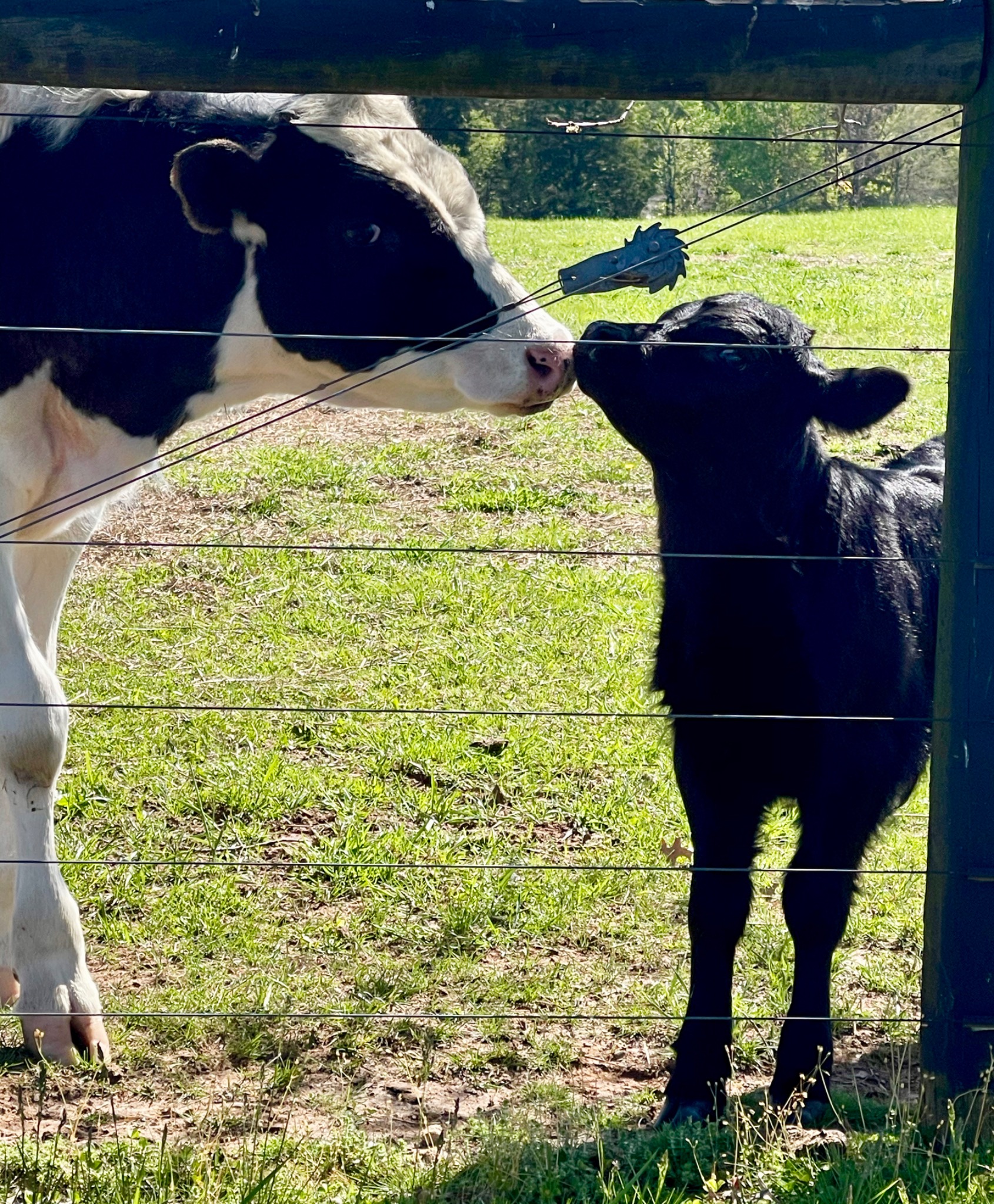 Cow and calf touching noses