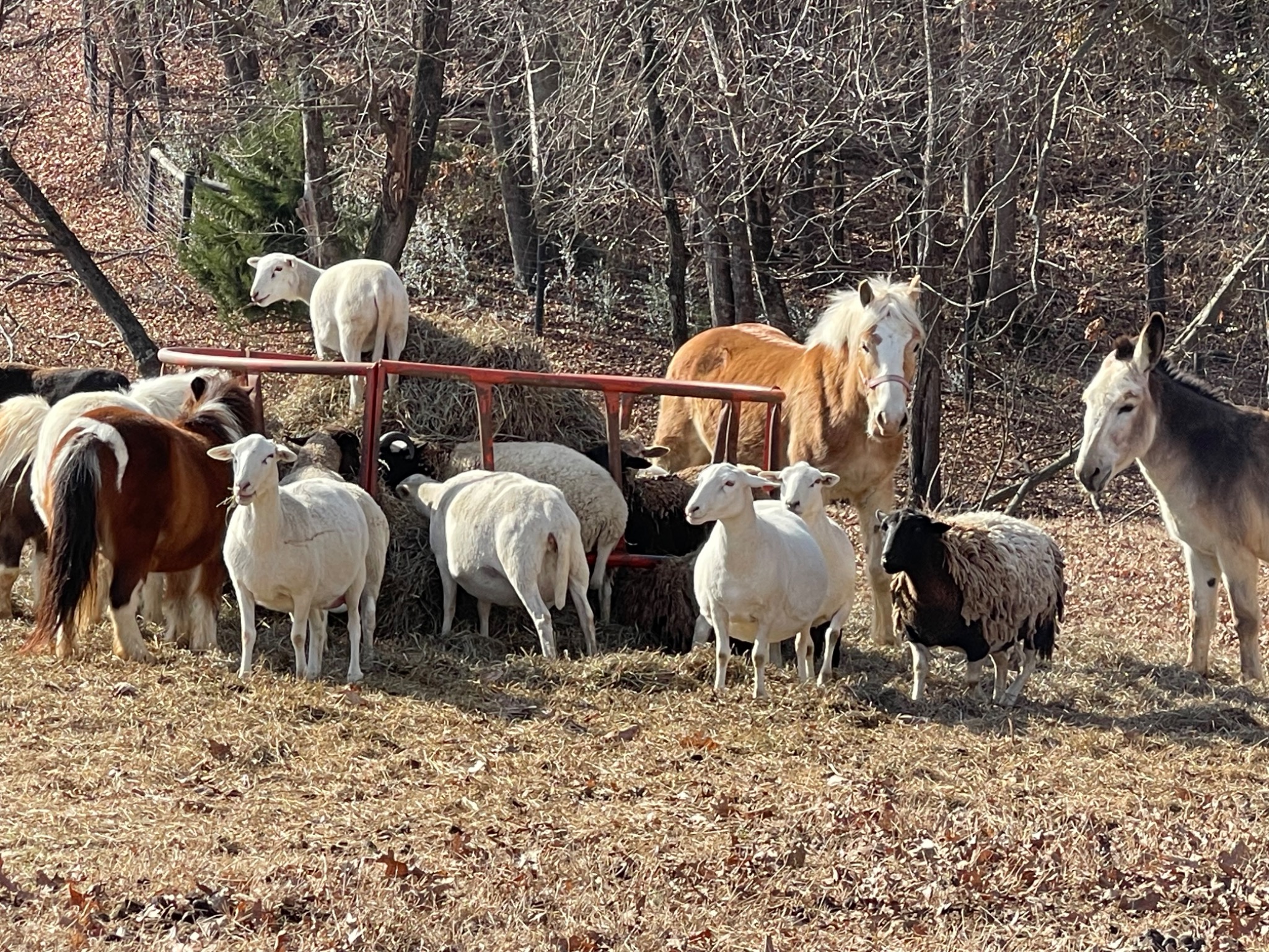Horses, sheep, and donkey together on the farm