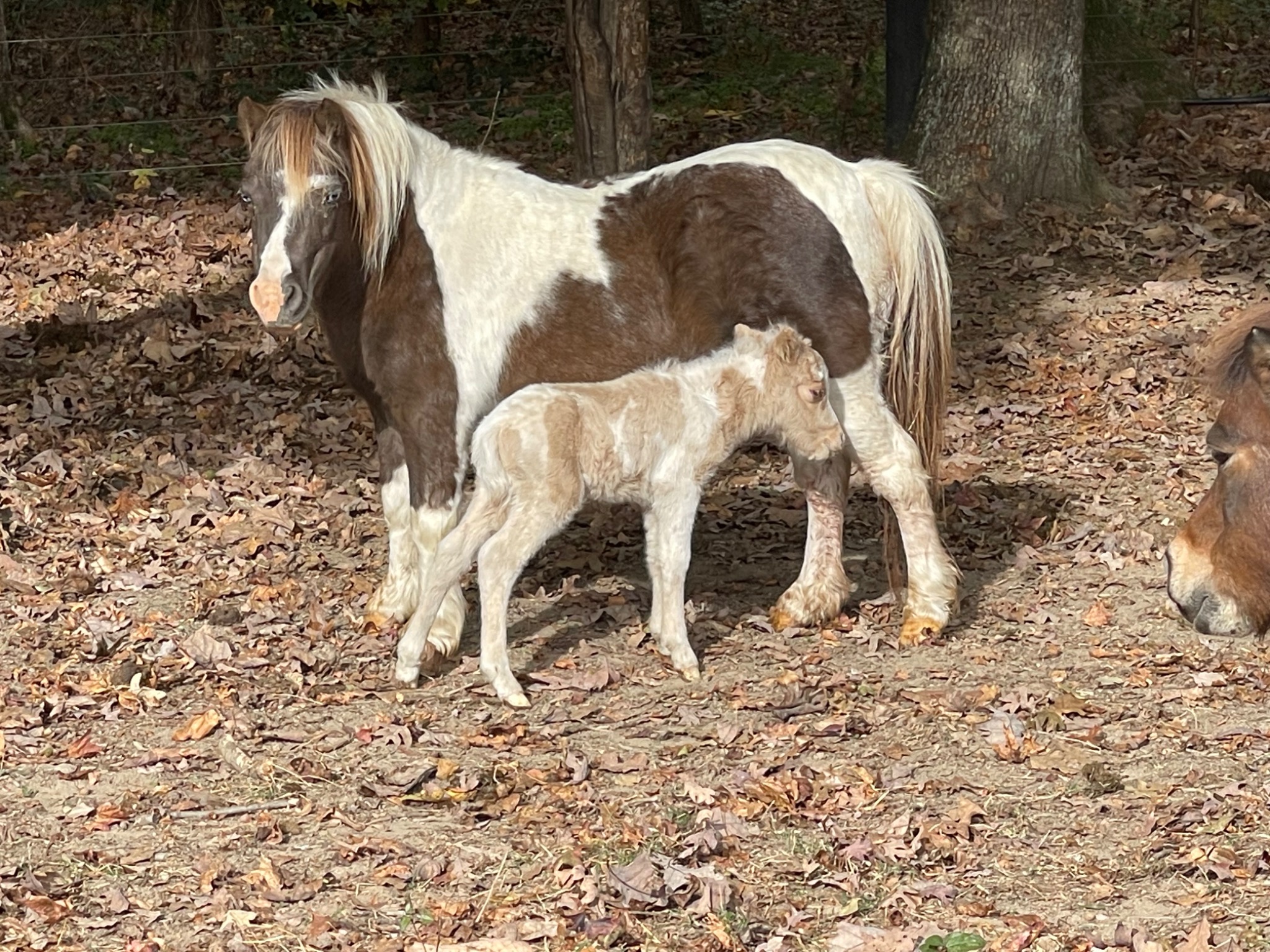 Miniature horse and foal