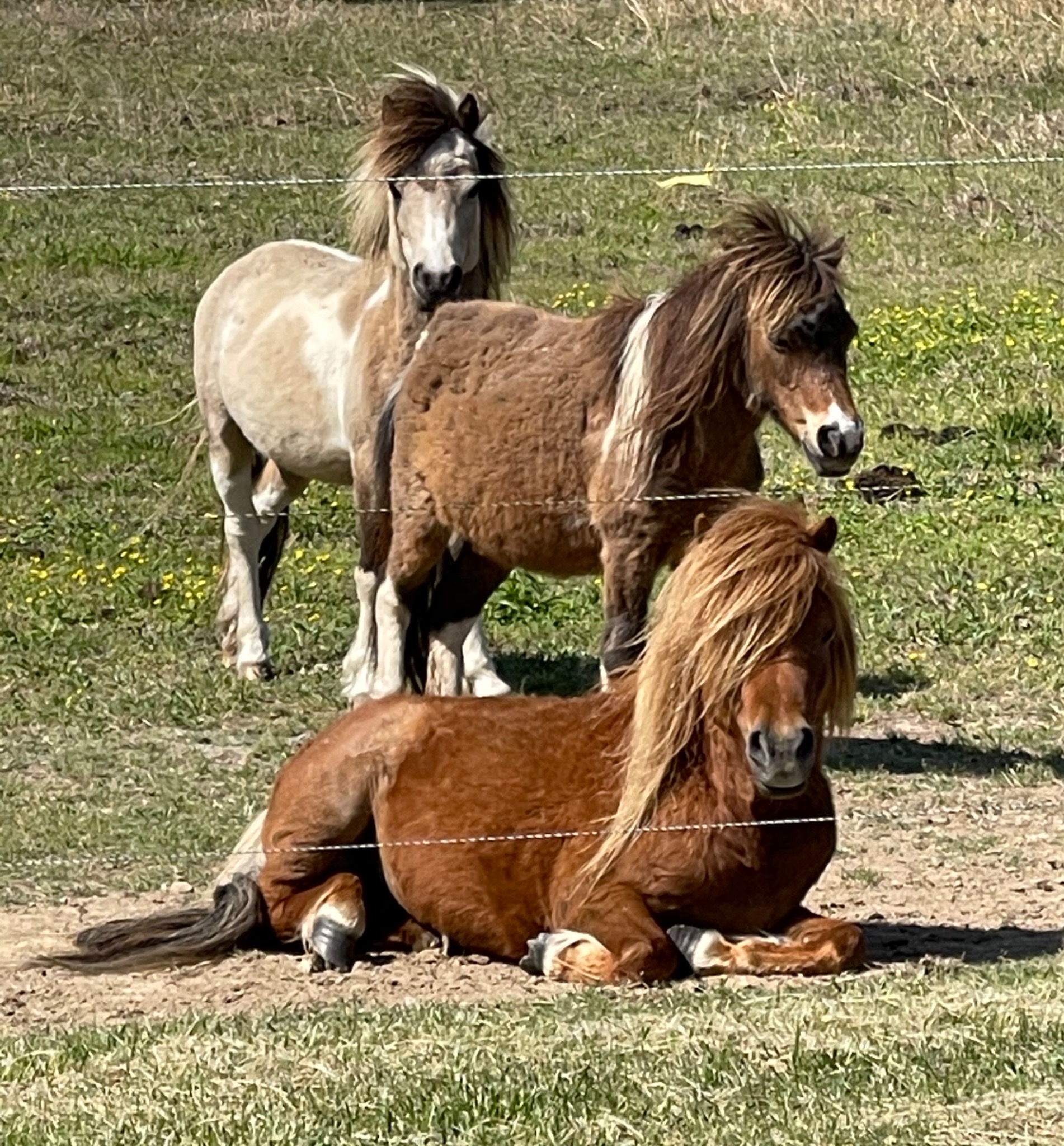 Ponies in the pasture