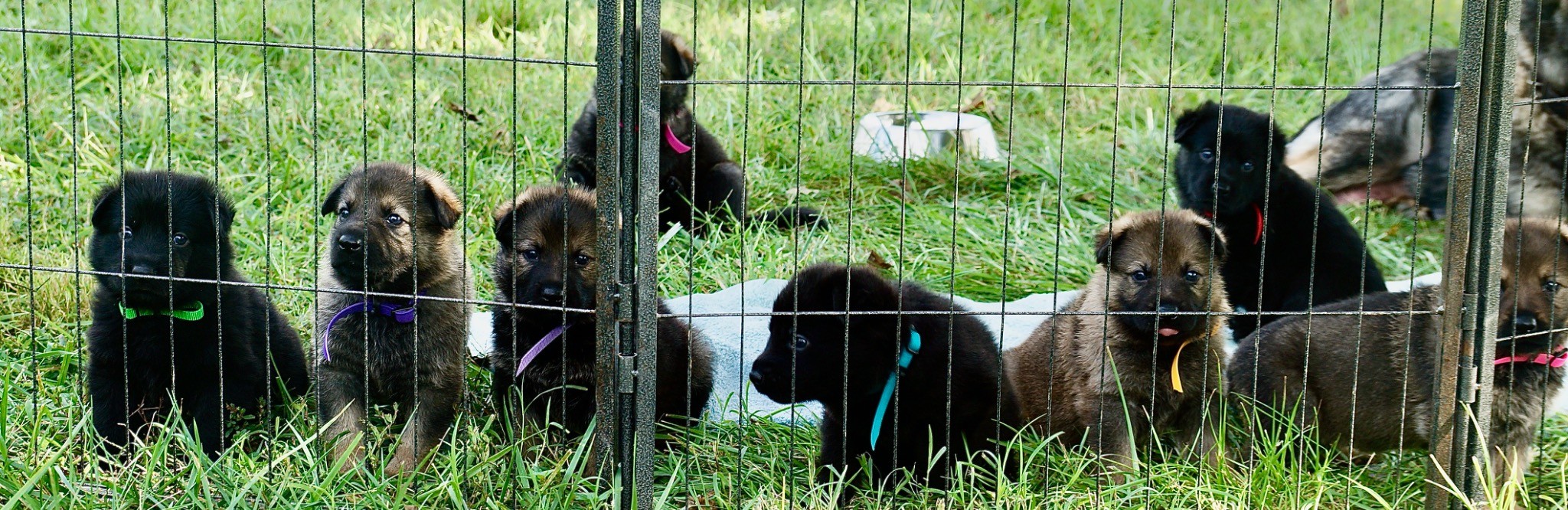 Capstone German Shepherd puppies together outdoors