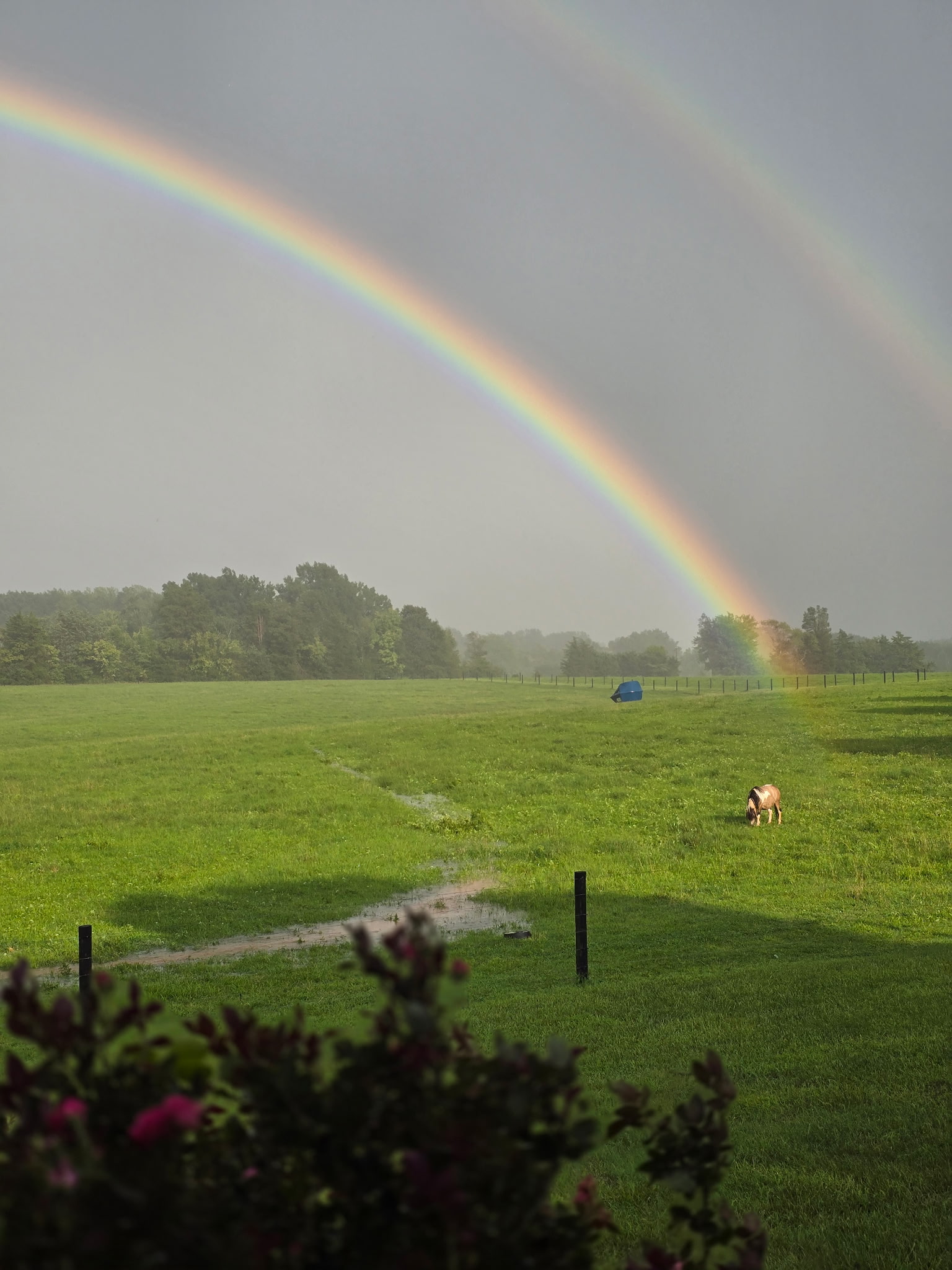 Rainbow over the farm pasture