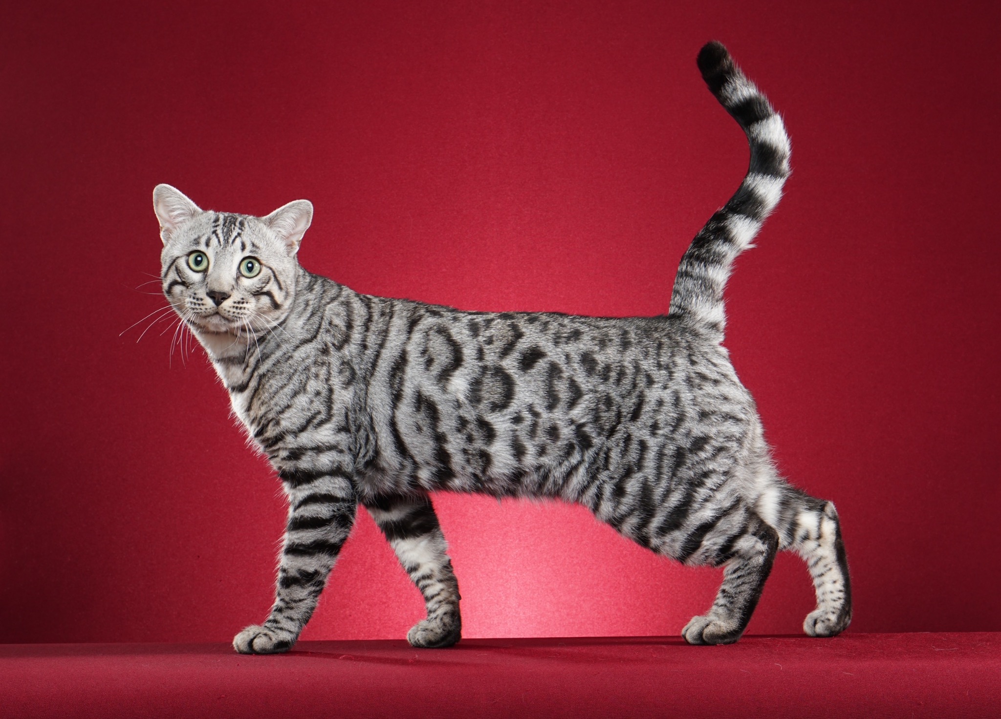 Silverstorm Ottos Legacy, known as Asa, posed against a red studio background