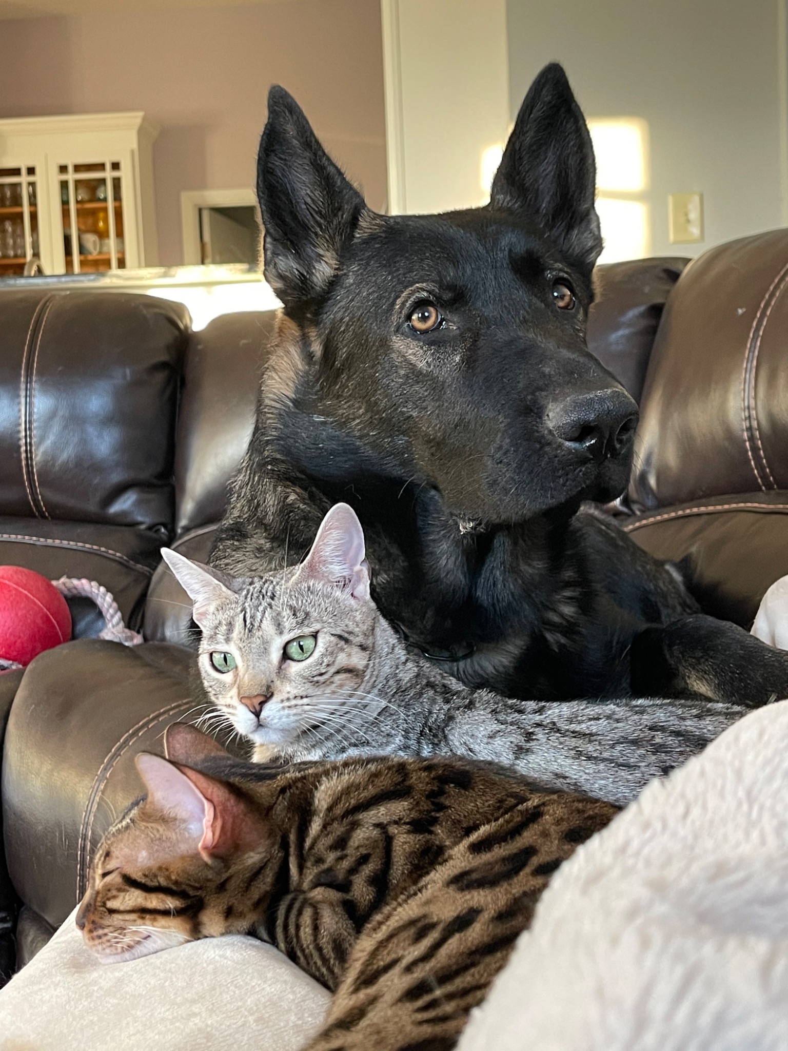 Zagan relaxing on the couch with two cats