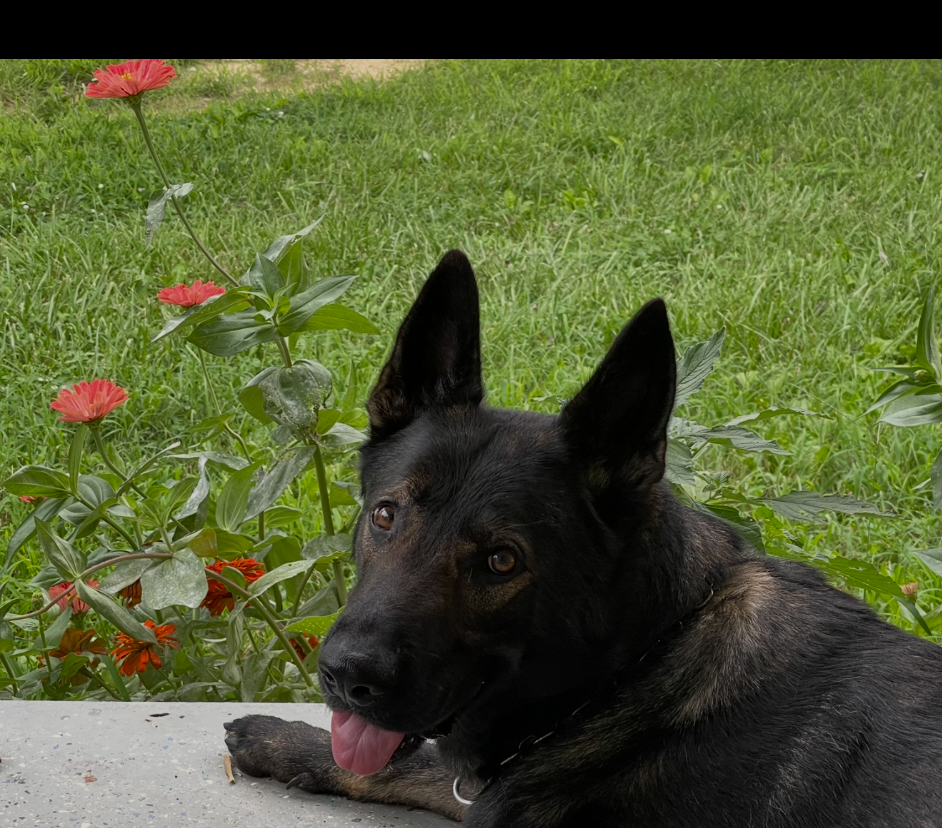 Zagan, a dark sable German Shepherd