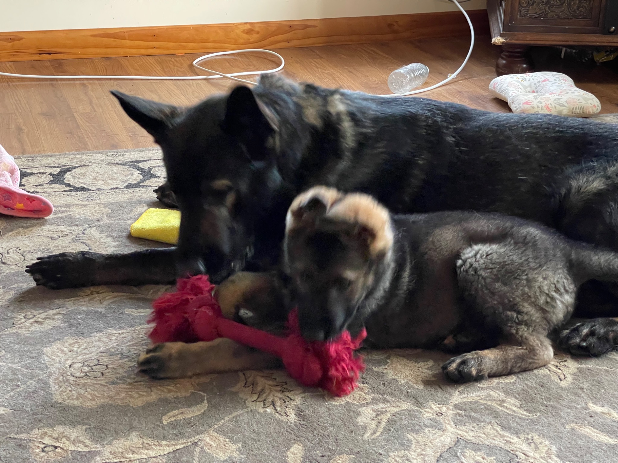 German Shepherd puppy playing with a red bone beside Zagan