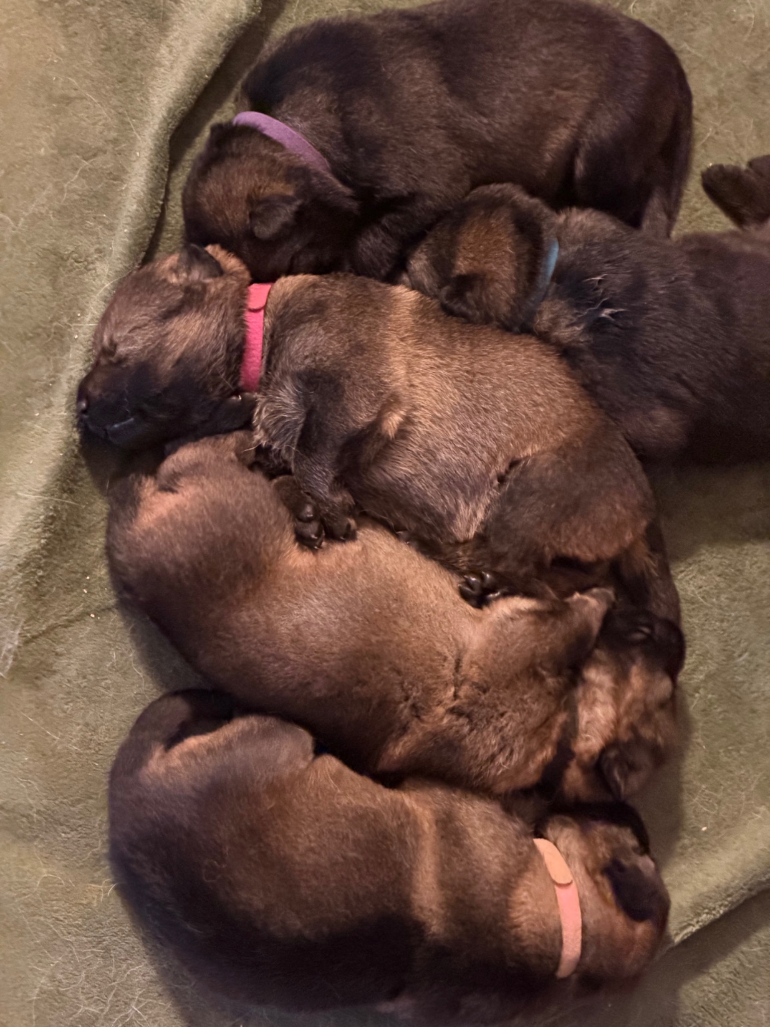 Zoey's nine newborn German Shepherd puppies resting together