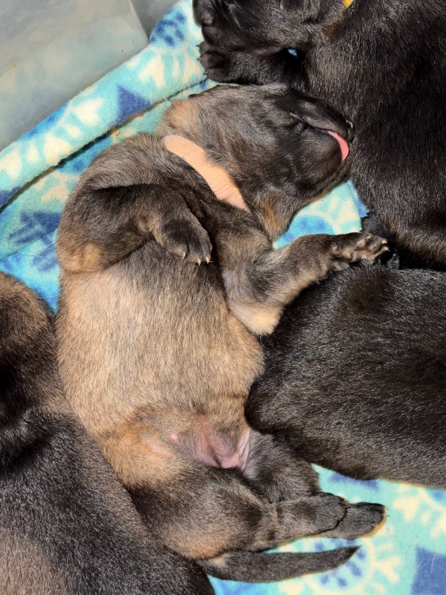 Newborn German Shepherd puppies from Zoey's September 1 litter nursing together