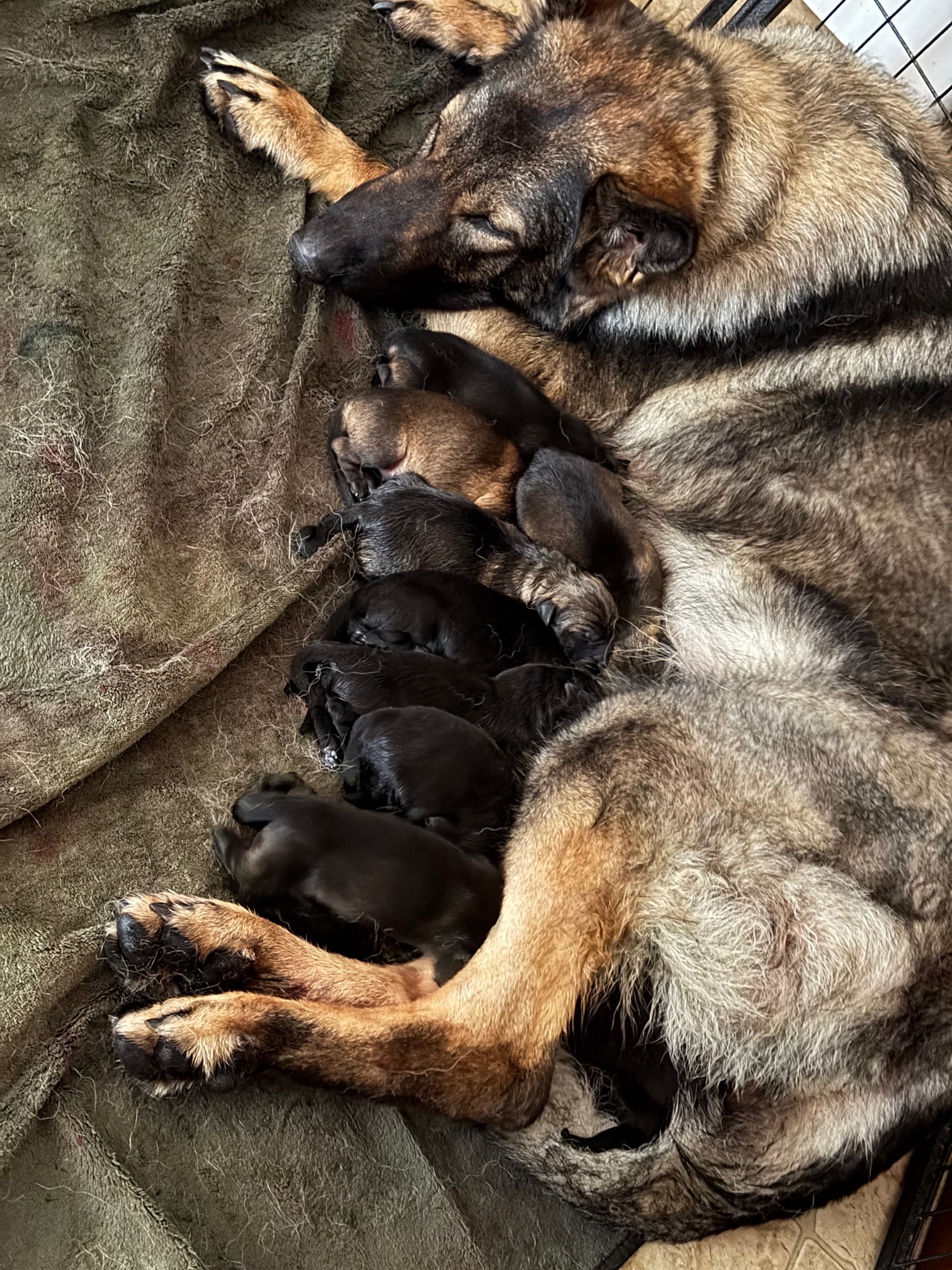 Zoey lying down with all nine puppies from her B litter